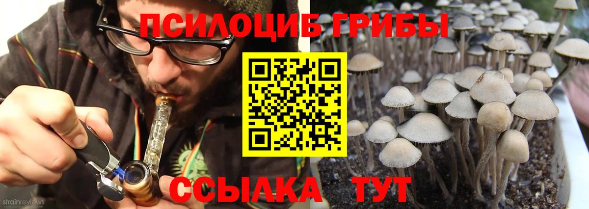 закладки  Псилоцибиновые грибы MAGIC MUSHROOMS  Вход с VPN  Камышин  Галлюциногенные грибы Psilocybe 